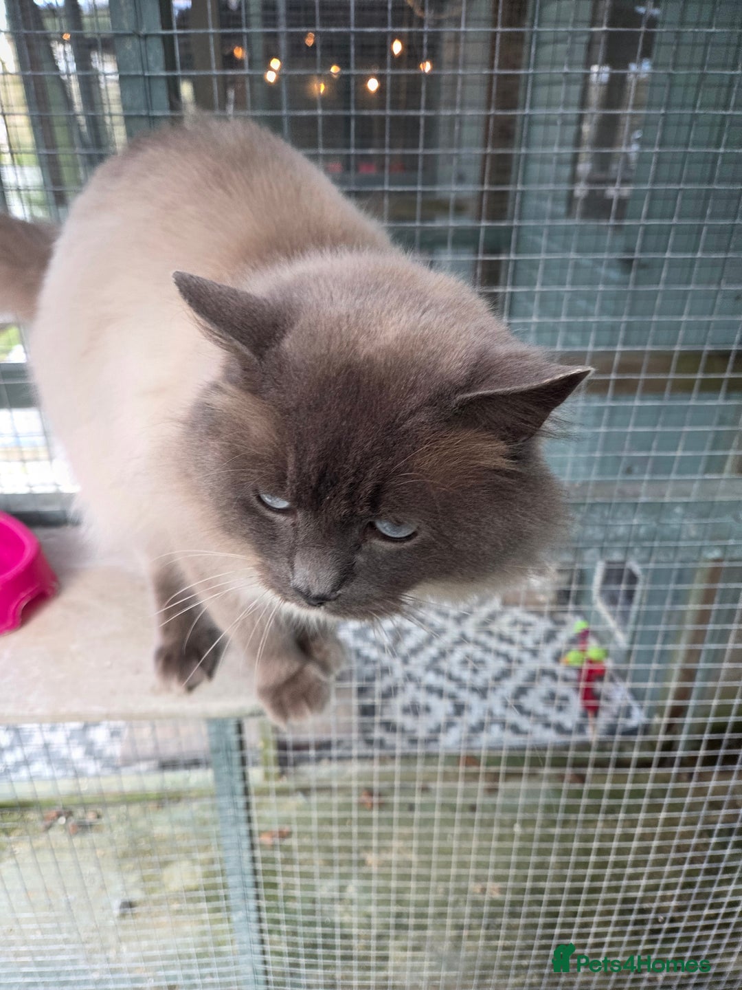 Ragdoll cats for stud: 3 Beautiful Gentle Ragdoll Studs in Bodmin - Advert 13