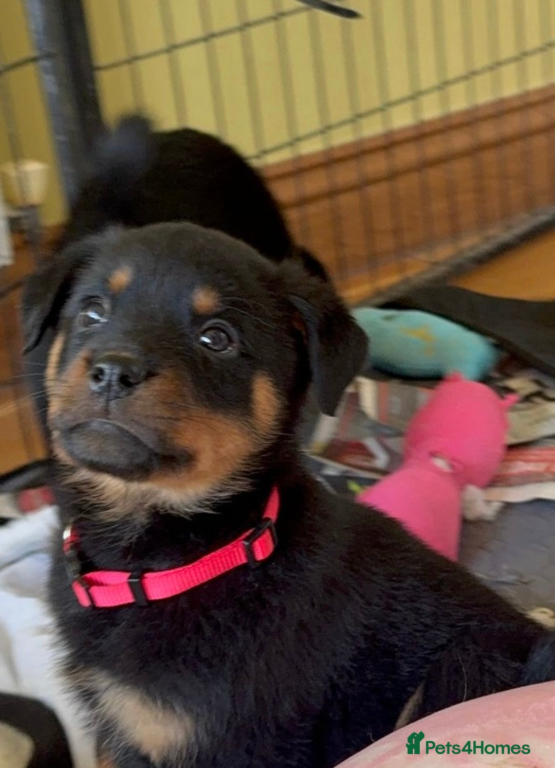 Rottweiler dogs for sale: Stunning chunky big boned Rottweiler puppies - Advert 9