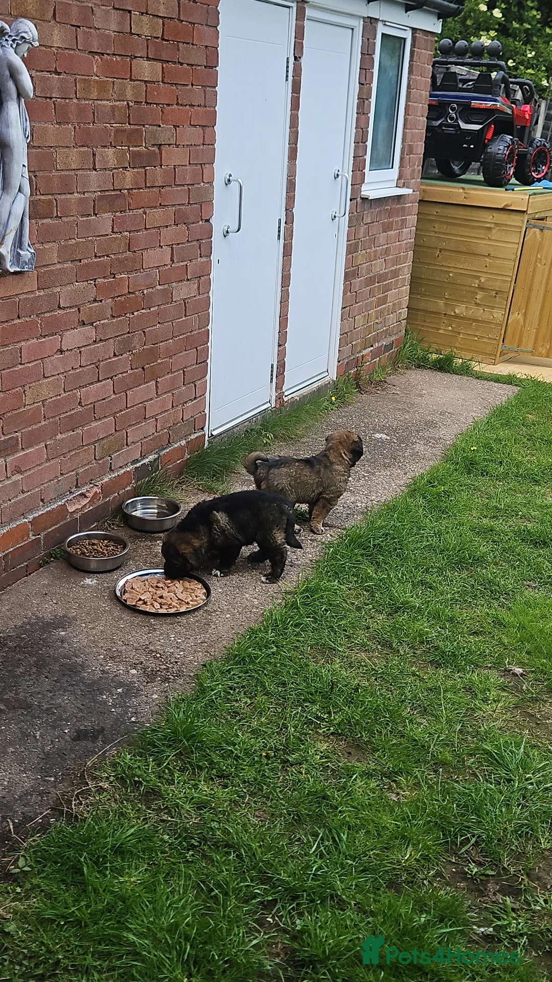 Caucasian Shepherd Dog dogs for sale: Caucasian sheapards puppy's available  - Advert 1