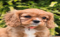 Cavalier King Charles Spaniel dogs for sale: 1 boy left ready to go now 💚 - Image 5
