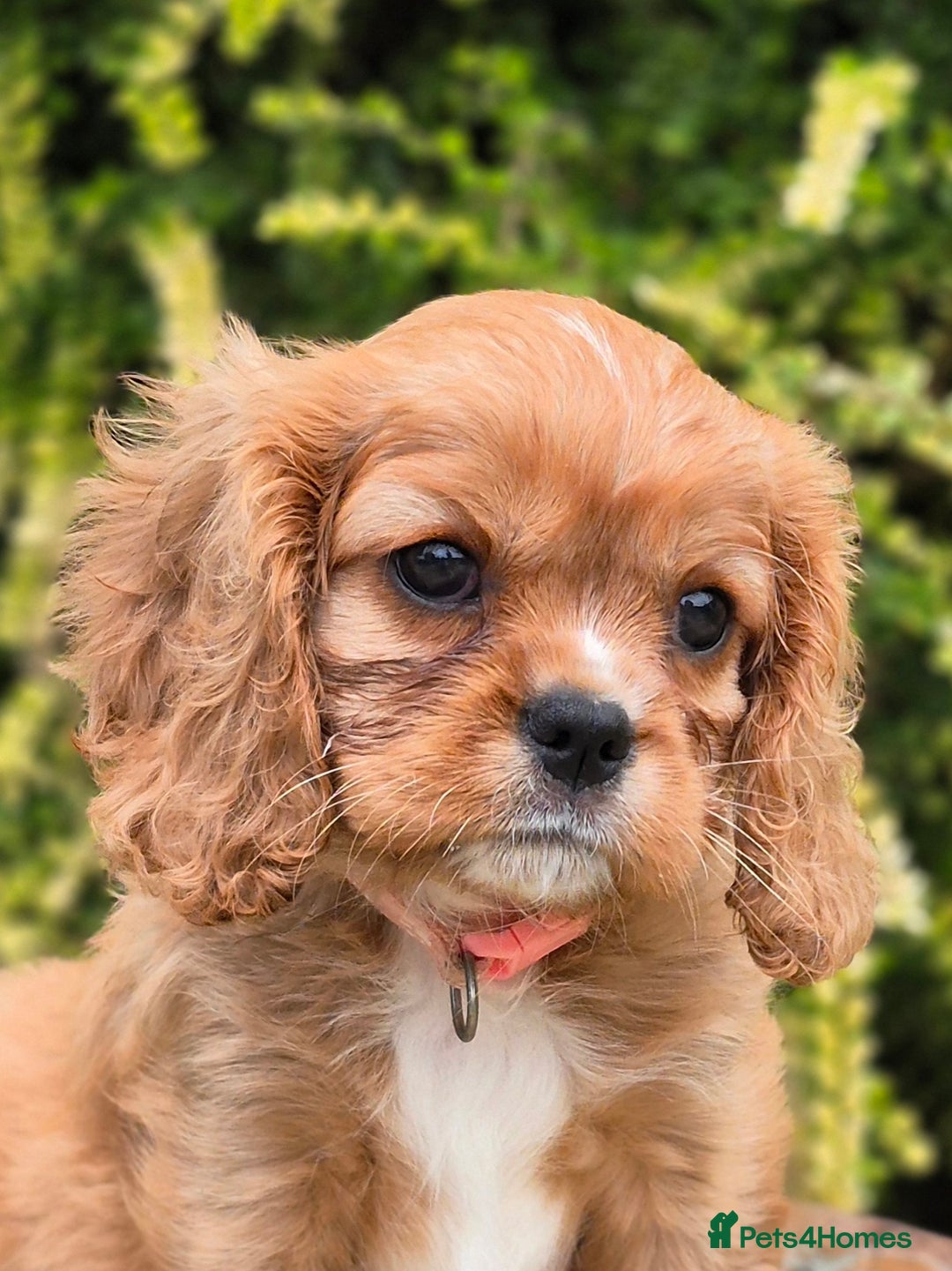 Cavalier King Charles Spaniel dogs for sale: 1 boy left ready to go now 💚 - Image 5
