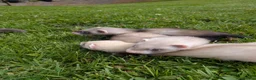 Ferret rodents for sale: Ferret kits for £15❤️ in Bishop Auckland - Advert 5