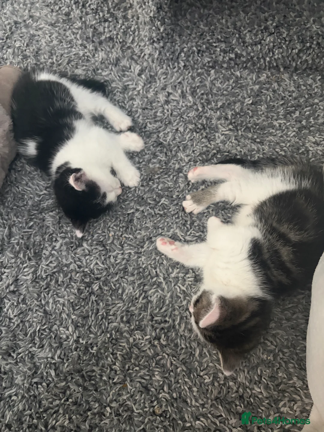 Mixed Breed cats for sale: Adorable kittens  - Advert 2