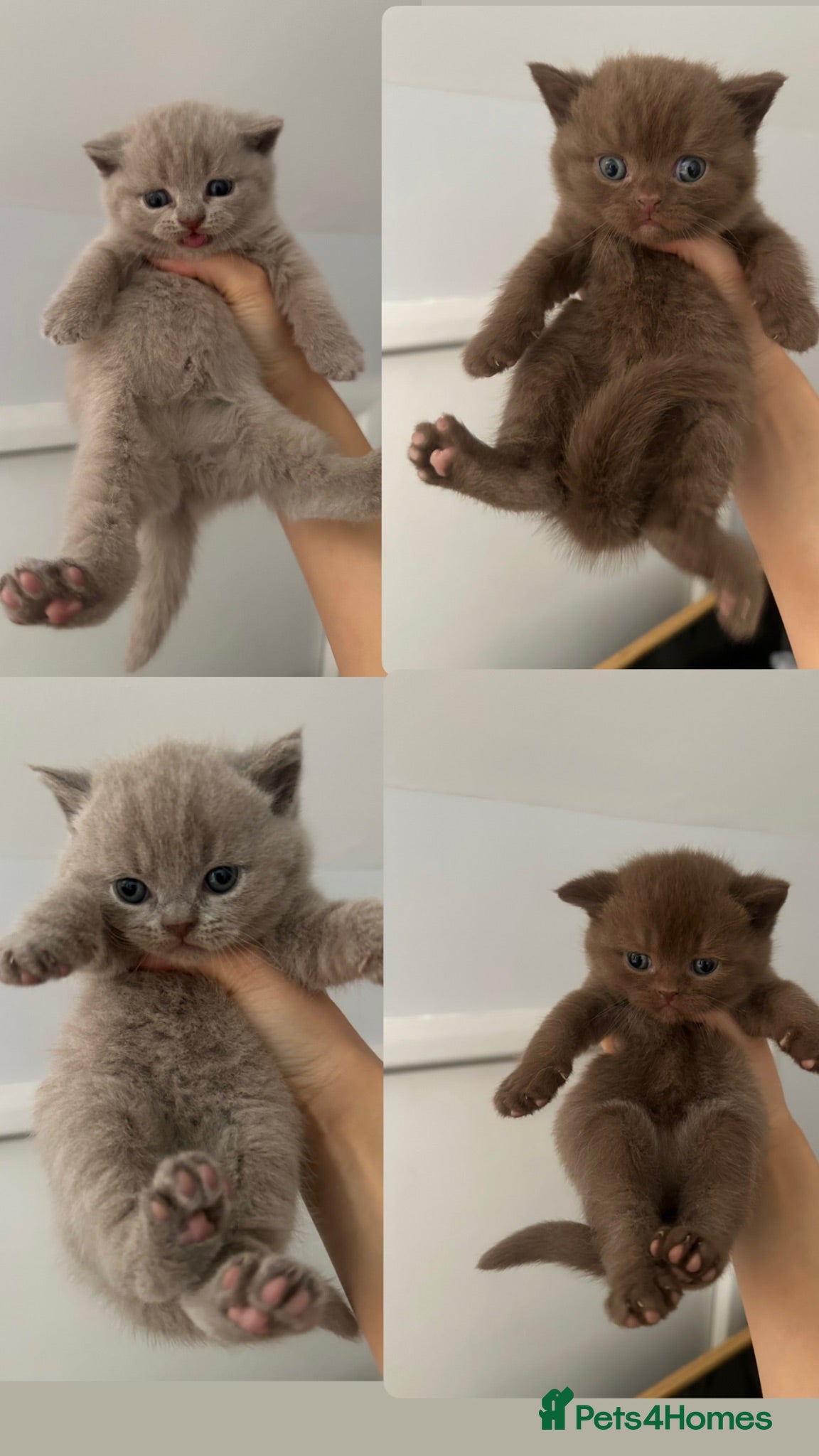 British Shorthair cats Lilacs and chocolates British shorthair kittens  - Advert 16