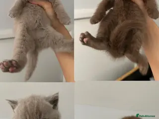 British Shorthair cats Lilacs and chocolates British shorthair kittens - Advert 1