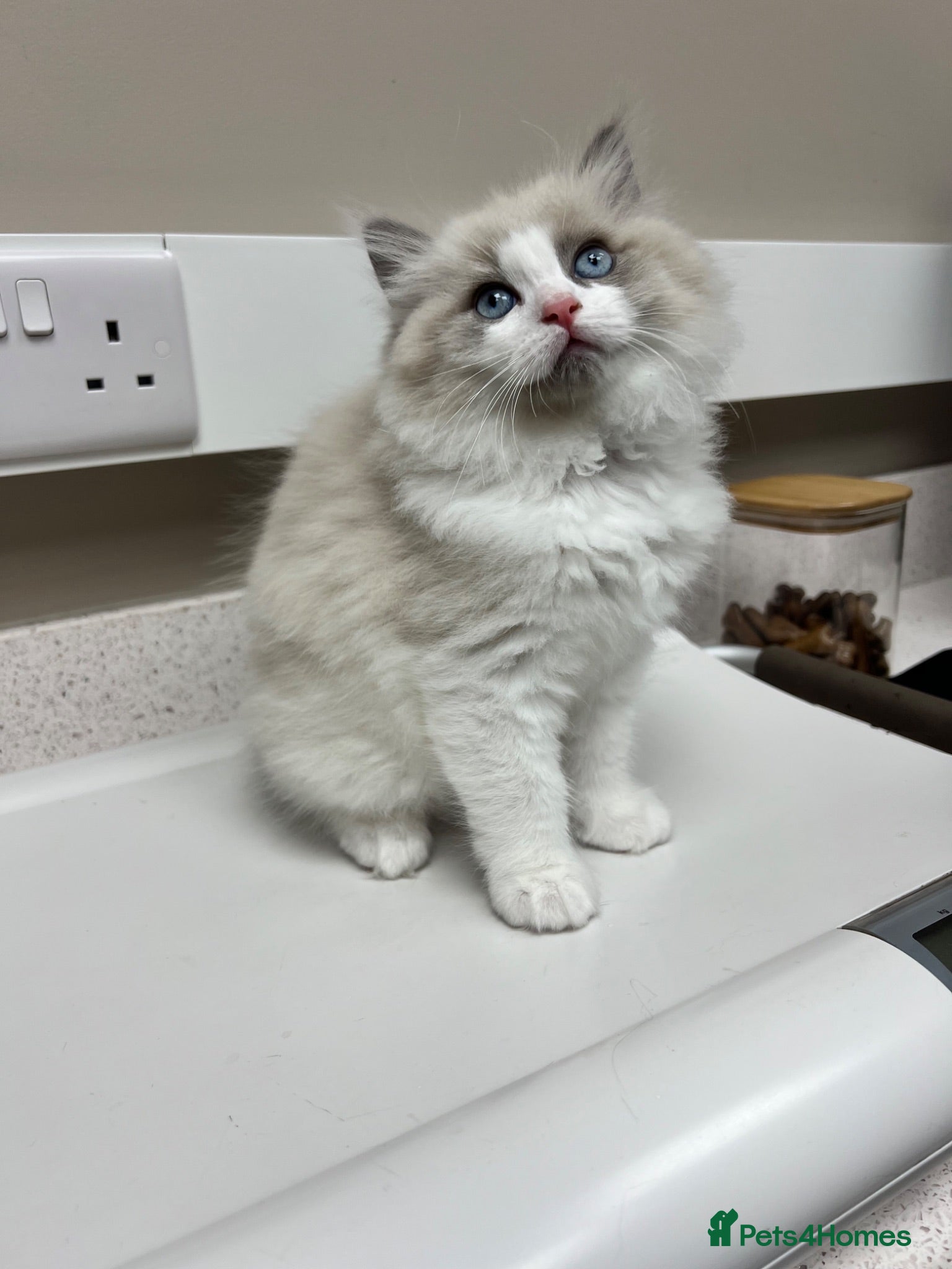 Ragdoll cats CollieKiss Ragdolls – Beautiful TICA Registered - Advert 2