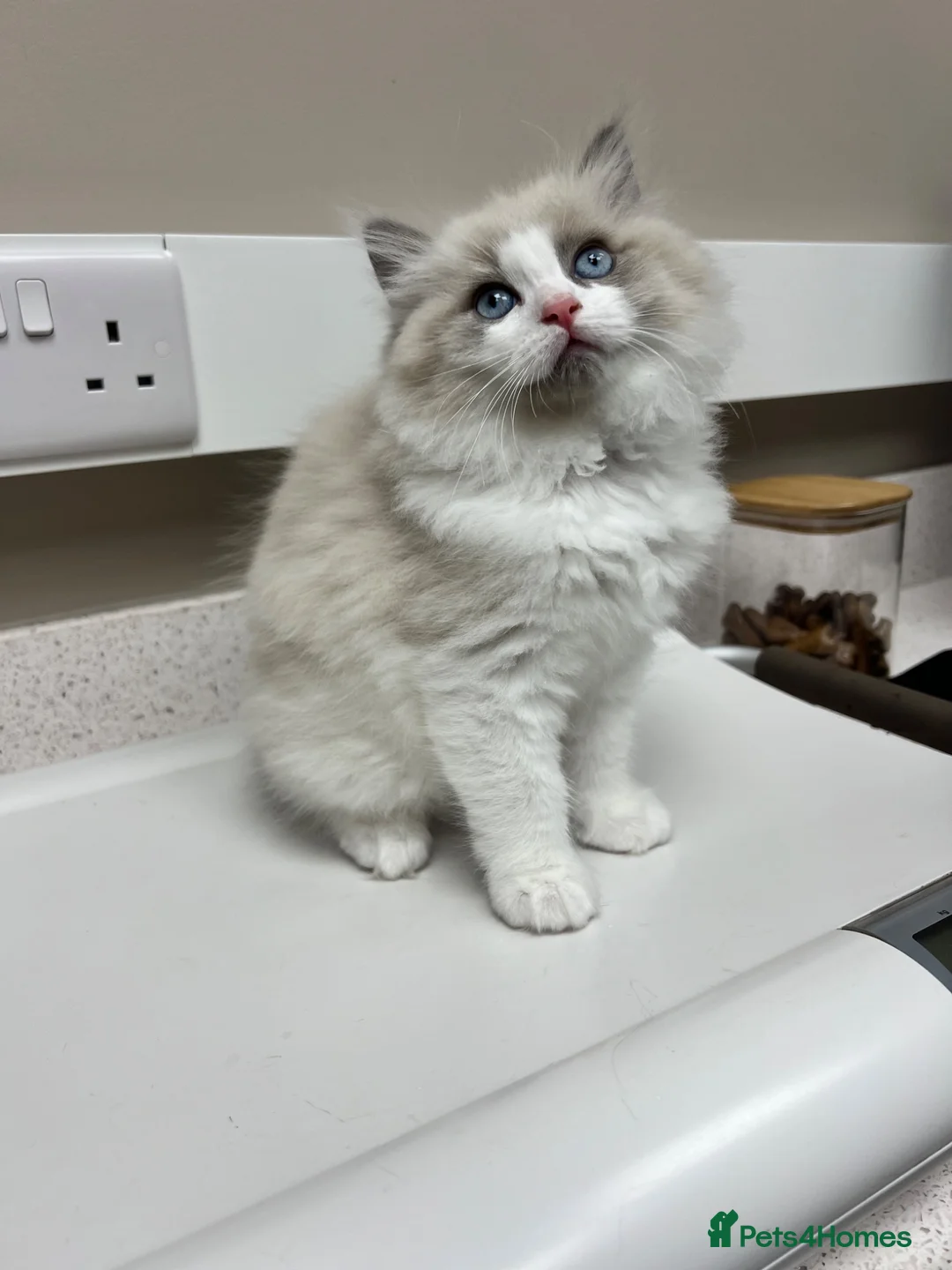 Ragdoll cats for sale: CollieKiss Ragdolls – Beautiful TICA Registered - Advert 2