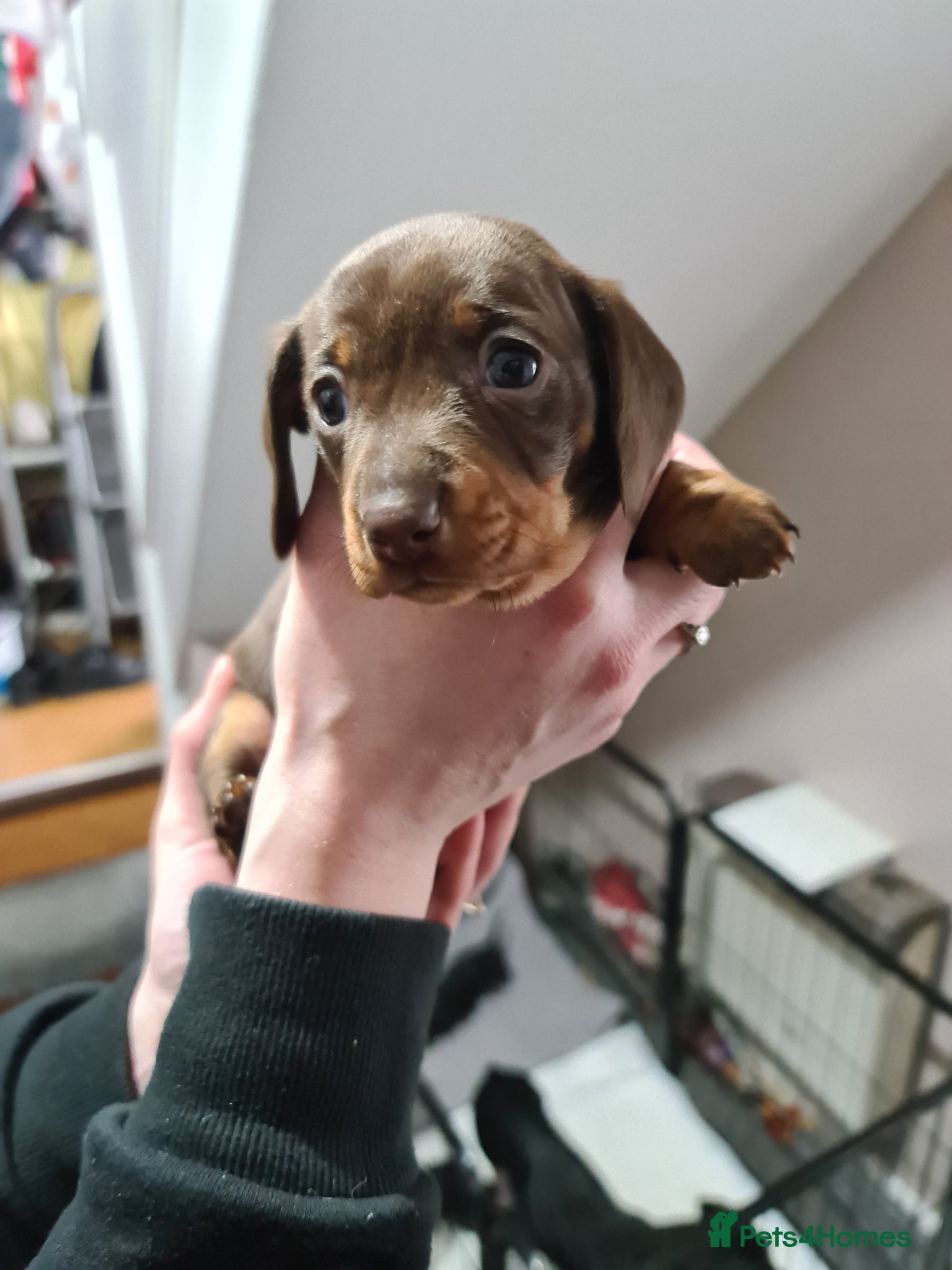 Miniature Dachshund dogs KC Registered Miniature Dachshund Puppies  - Advert 17