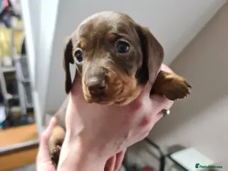 Miniature Dachshund dogs KC Registered Miniature Dachshund Puppies - Advert 2
