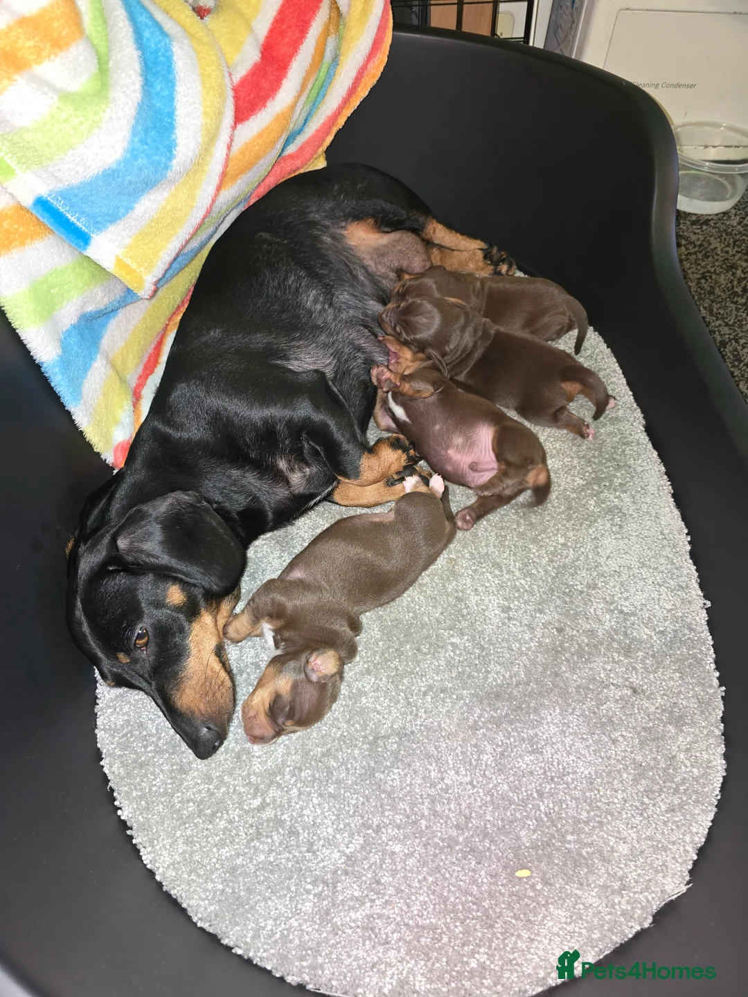 Dachshund dogs for sale: 4 mini lovely brown dachshund  in Bolton - Advert 1