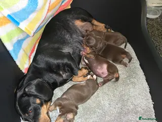 Dachshund dogs 4 mini lovely brown dachshund in Bolton - Advert 1