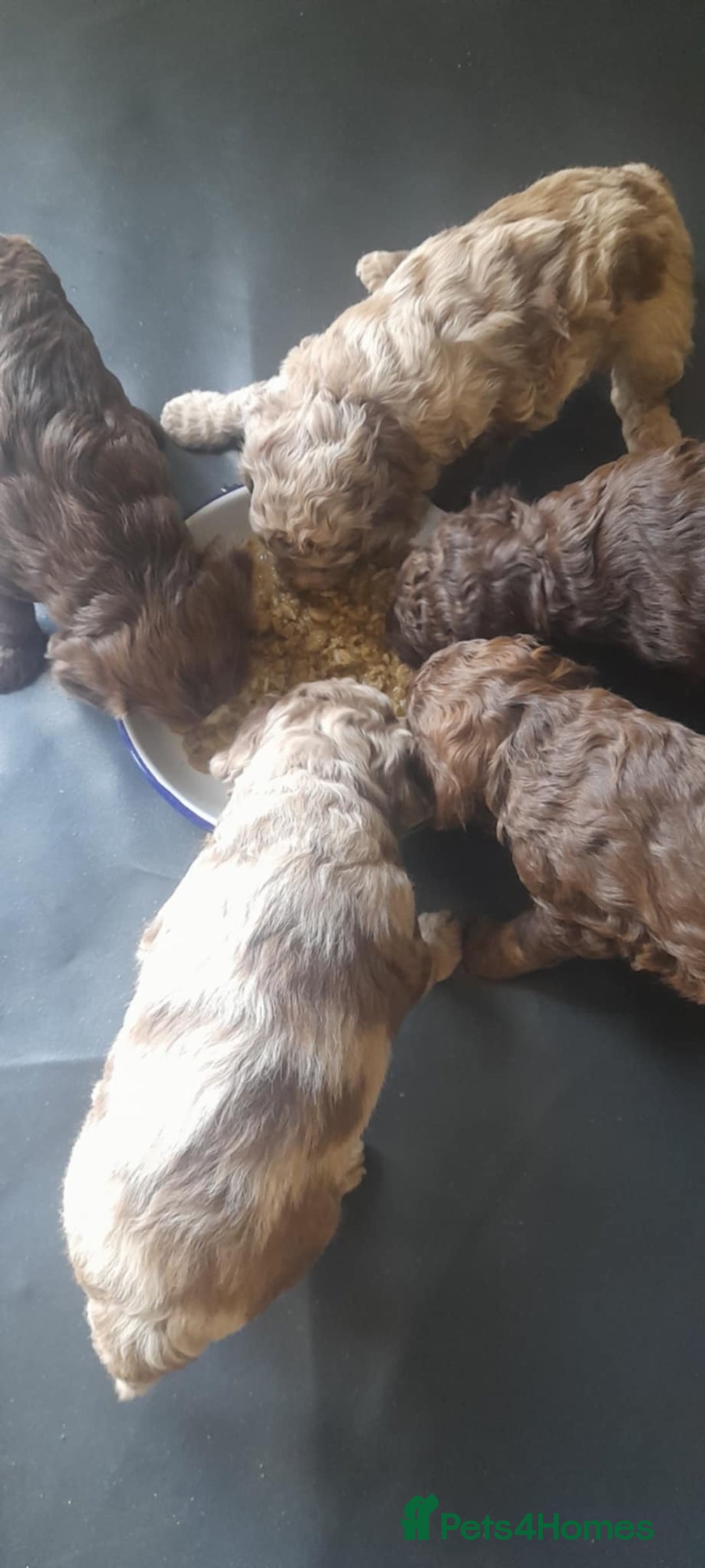 Cockapoo dogs for sale: F1b Cockapoo pups - Image 2