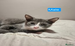 Russian Blue cats for sale: 2 Beautiful Russian Blue X kittens - Image 5