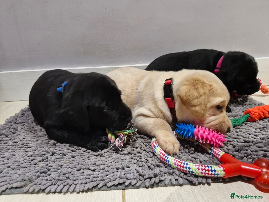 Labrador Retriever dogs for sale: Only 2 females left - Advert 7