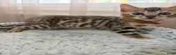 Bengal cats for sale: Quality Bengal kittens - Advert 13