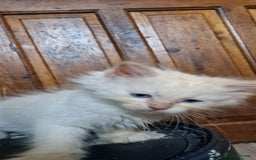 Ragdoll cats for sale: Ragdolls ready now - Image 9