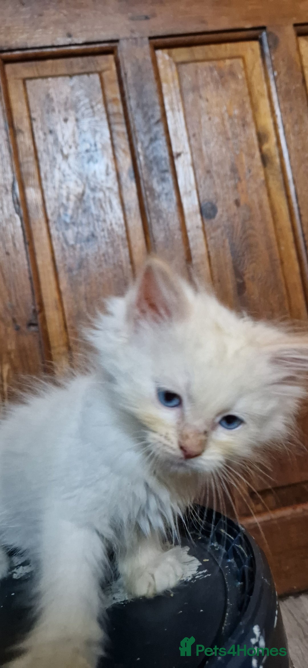 Ragdoll cats for sale: Ragdolls ready now - Image 9