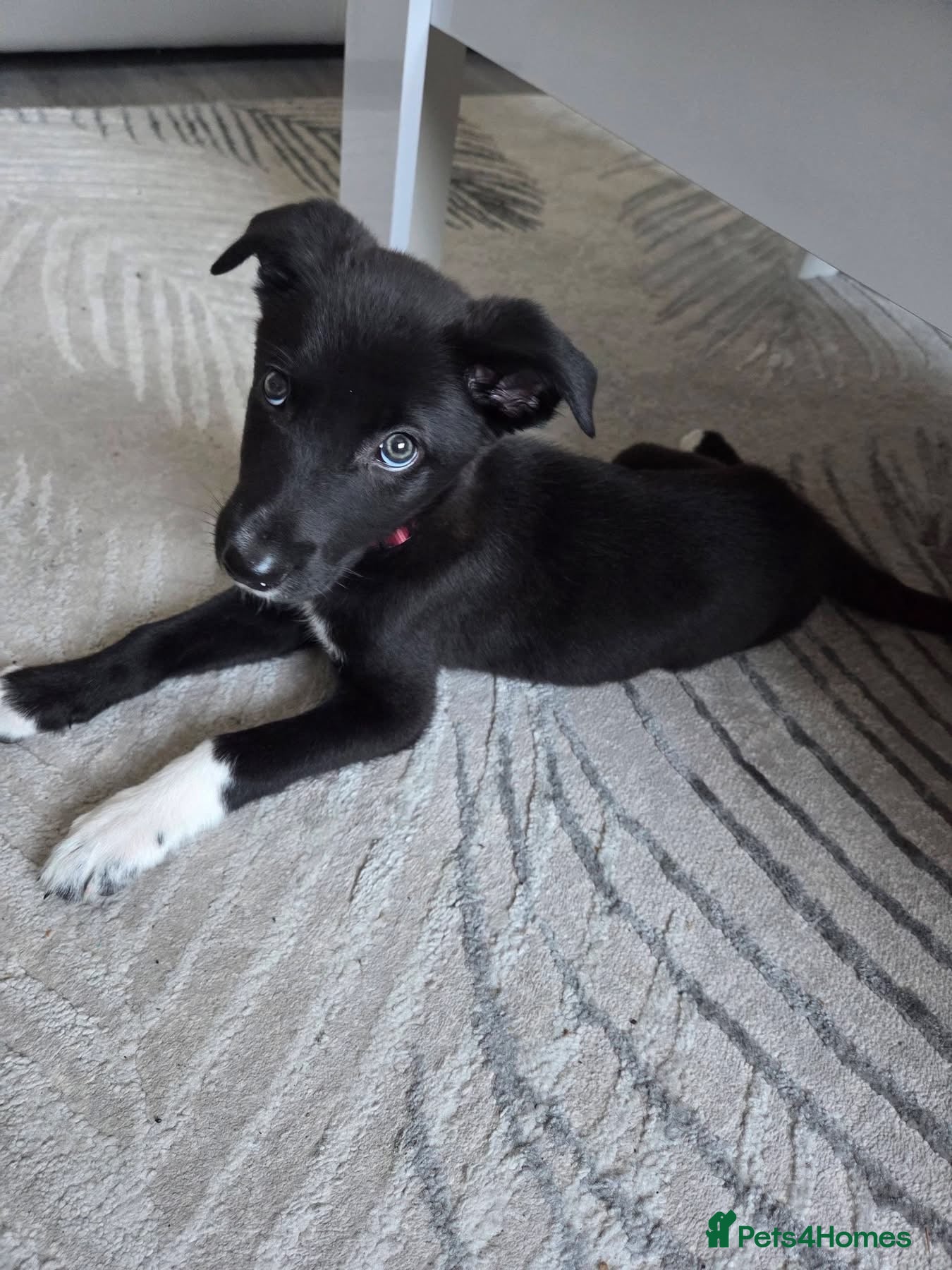 Mixed Breed dogs for sale: Border collie x Belgian Malinois  - Advert 2