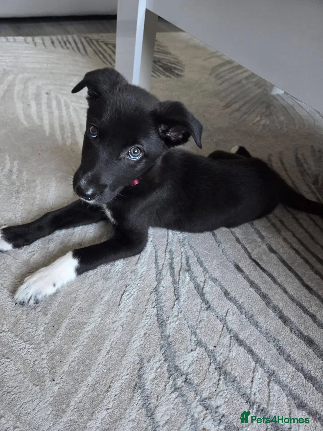 Mixed Breed dogs for sale: Border collie x Belgian Malinois  - Advert 1
