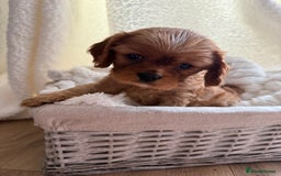 Cavalier King Charles Spaniel dogs for sale: ONE RUBY BOY LEFT Cavalier King Charles  - Image 2