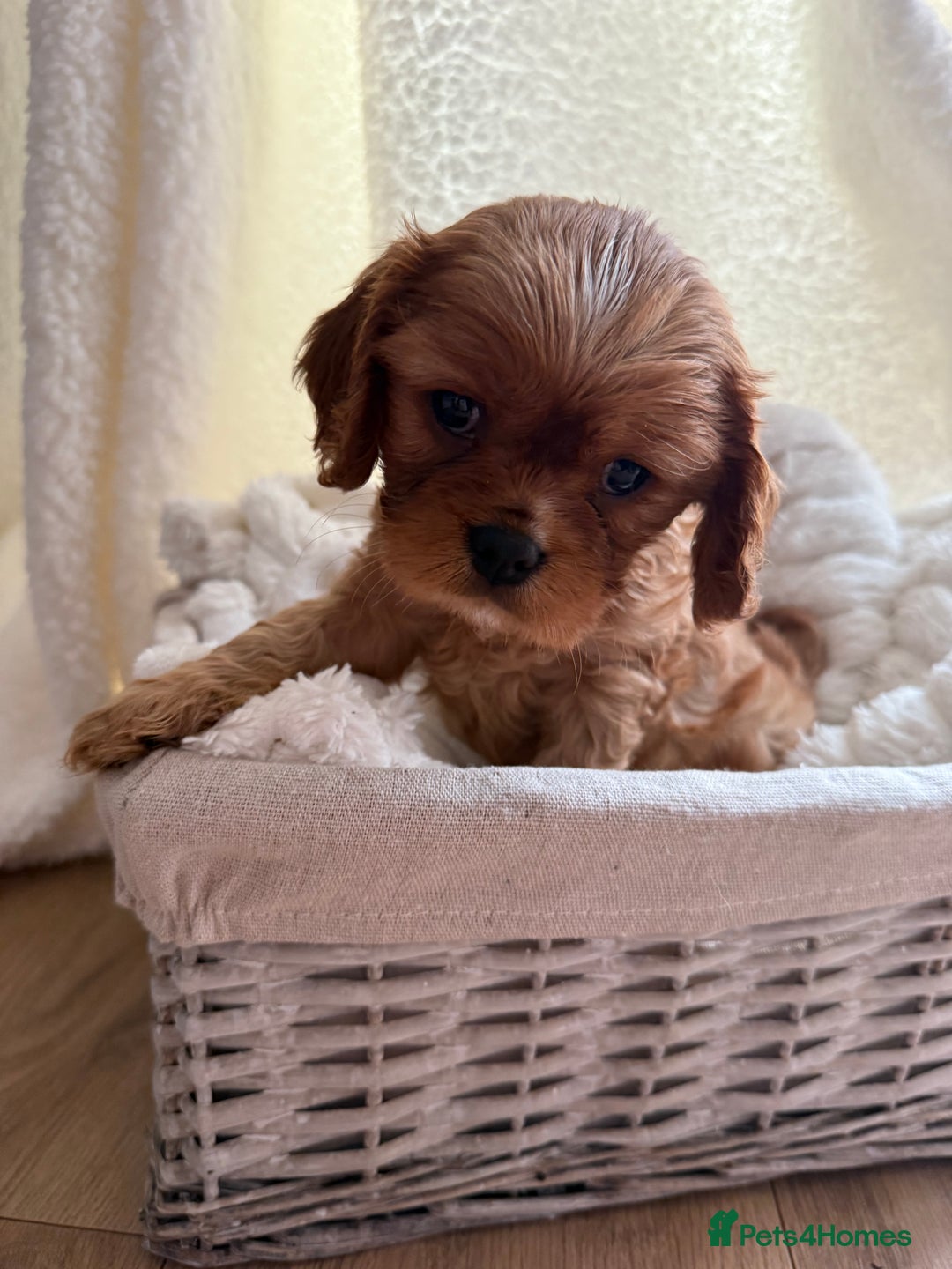 Cavalier King Charles Spaniel dogs for sale: ONE RUBY BOY LEFT Cavalier King Charles  - Image 2