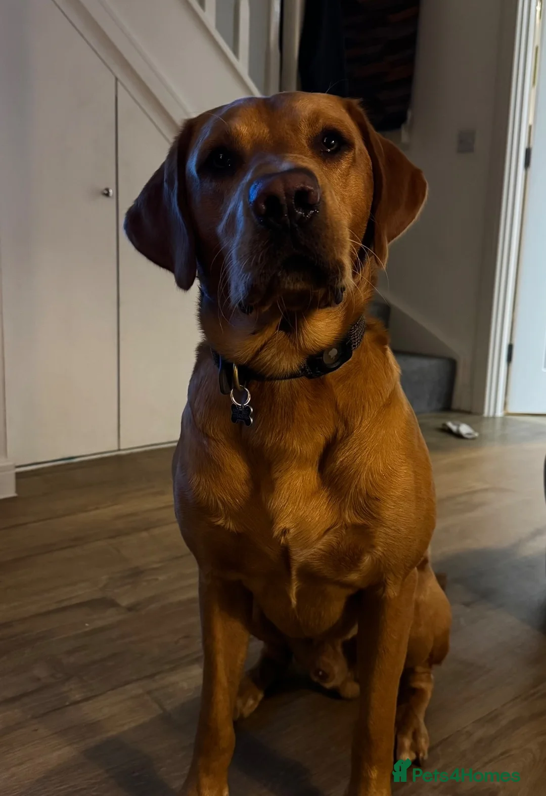 Labrador Retriever dogs for sale: Beautiful pure labrador retriever puppies. - Advert 2