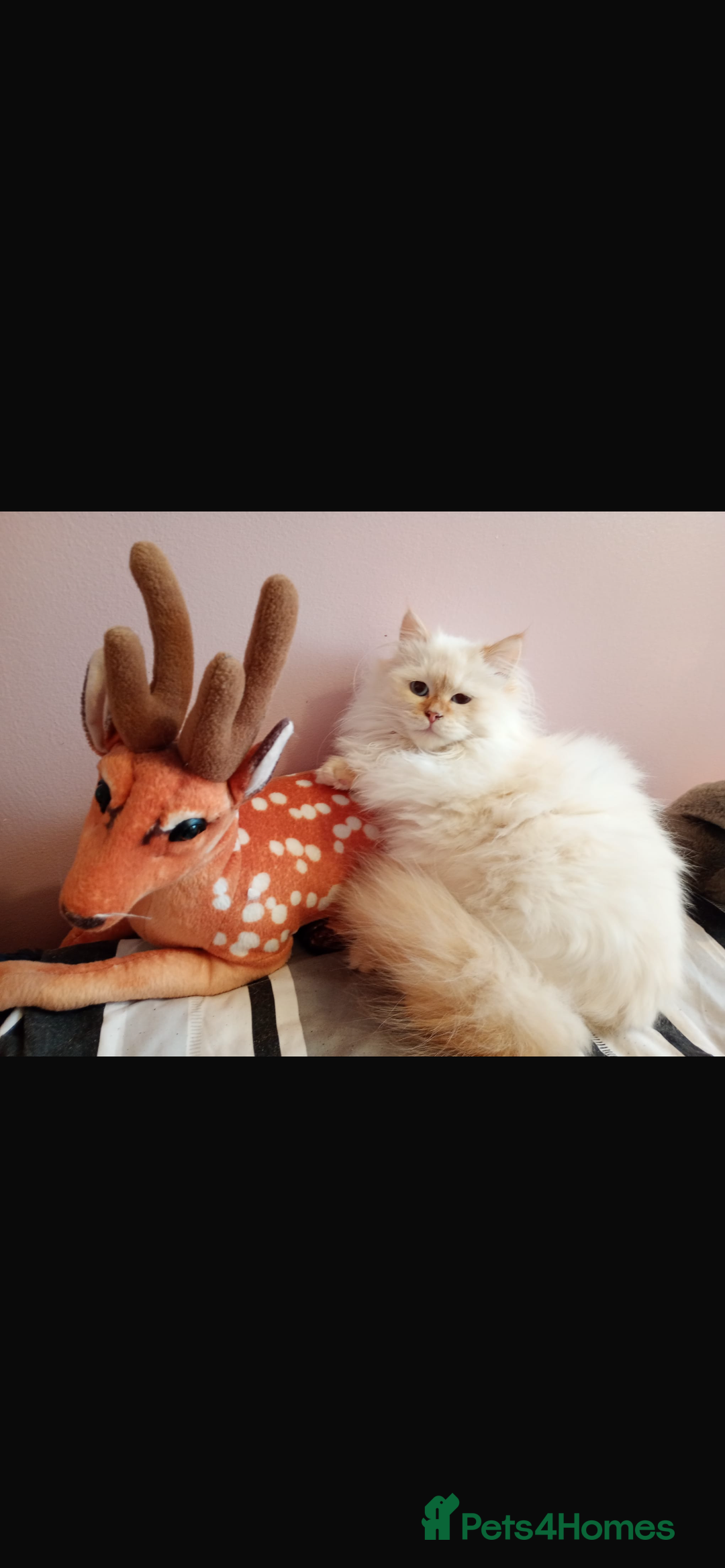 Siberian cats for sale: Beautiful ginger pure Siberian male for sale - Advert 9
