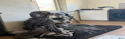 Great Dane dogs for sale: 1 boy left Ready now 8weeks old kc Great Dane's - Advert 7
