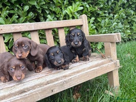 Miniature Dachshund dogs - Advert 16