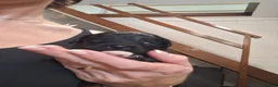 Mixed Breed dogs for sale: Border poodle puppies  in Gretna - Advert 13