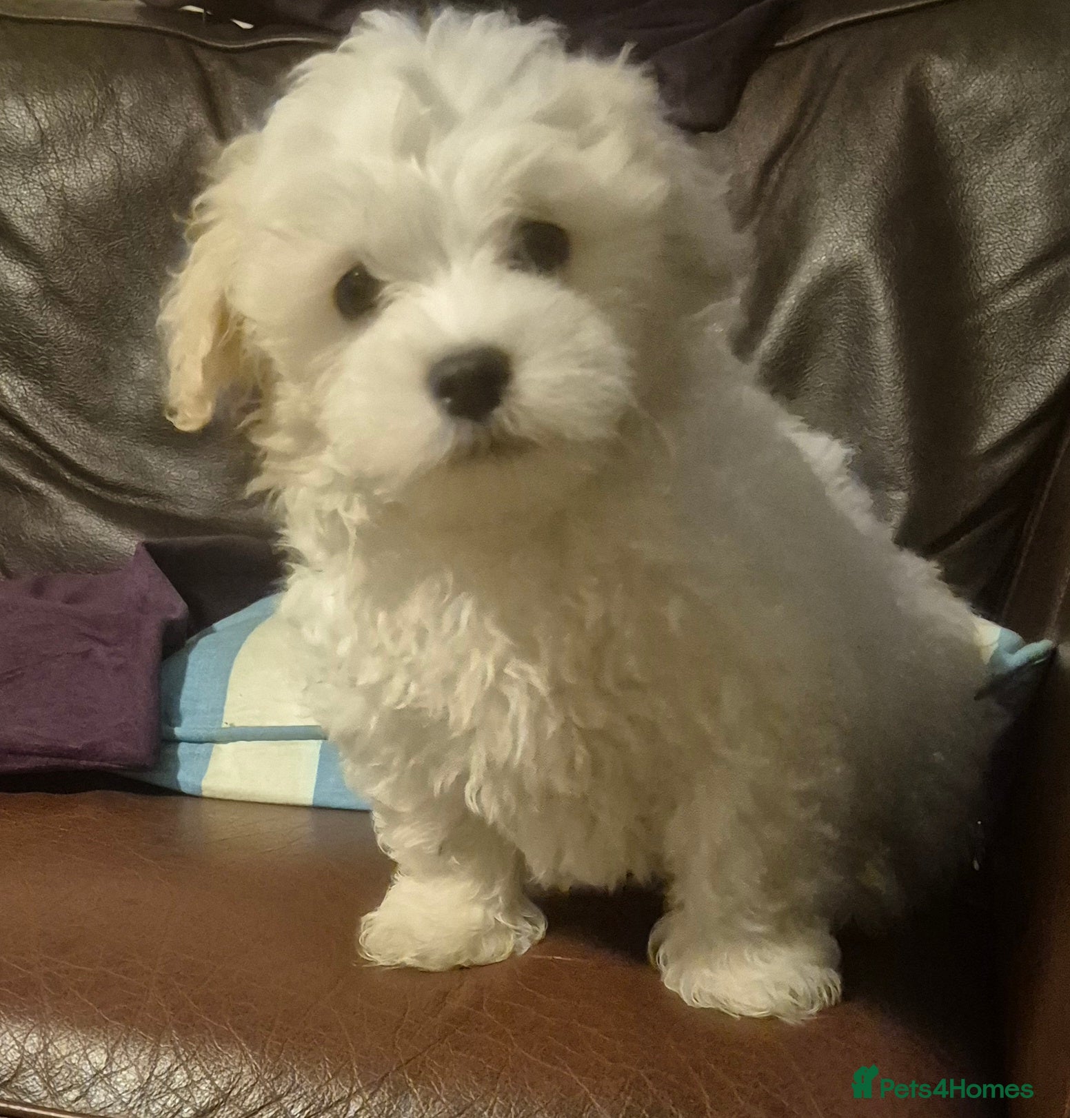 Mixed Breed dogs LAST PUPPY STUNNING RARE COTONESE  - Advert 2