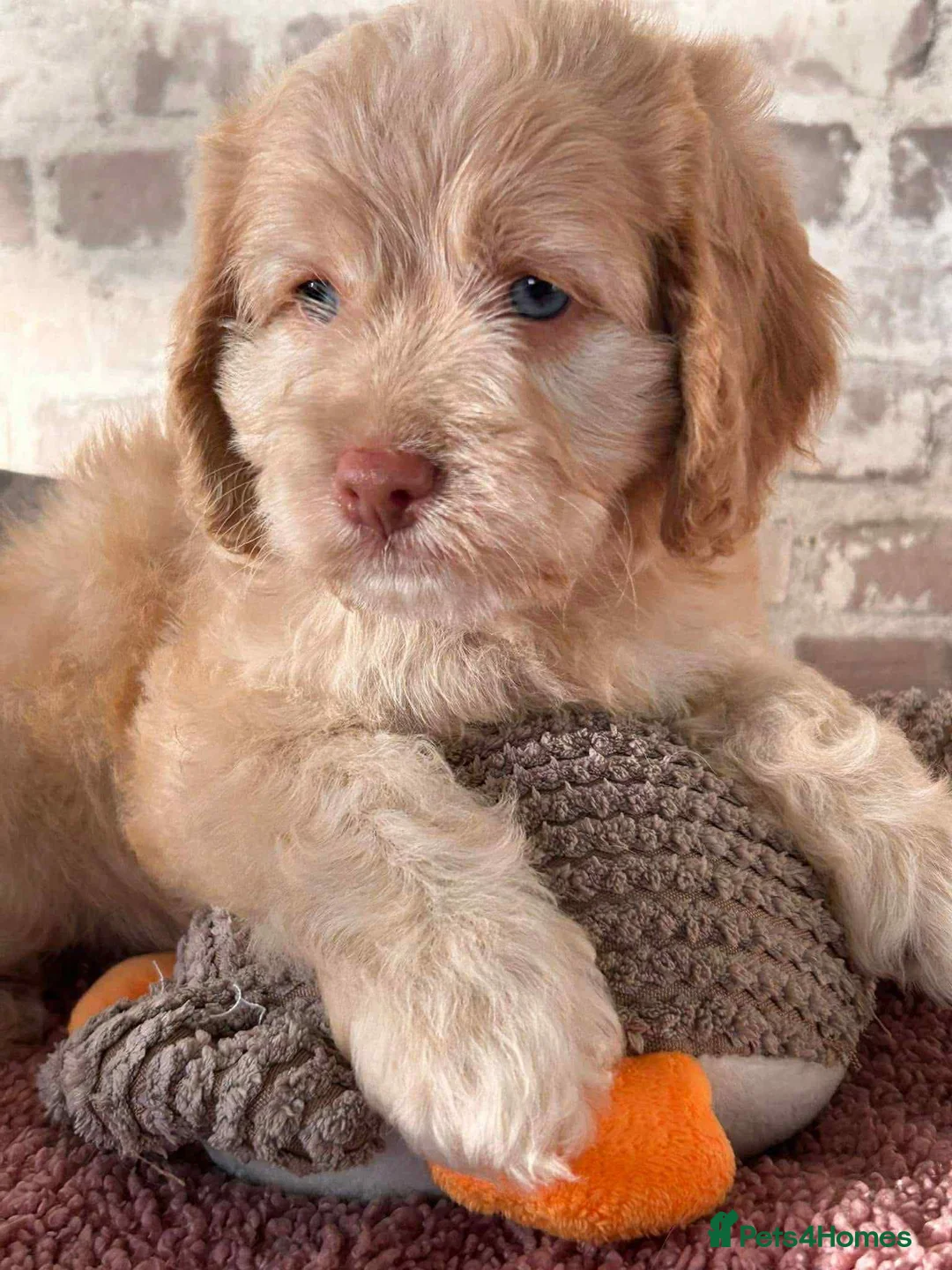 Cockapoo dogs for stud: unique and beautiful f3 american cockapoo stud - Advert 37