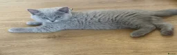 British Shorthair cats for sale: GCCF LILAC BRITISH SHORTHAIR  - Advert 5