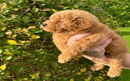 Miniature Poodle dogs for sale: Miniature poodles - Image 8