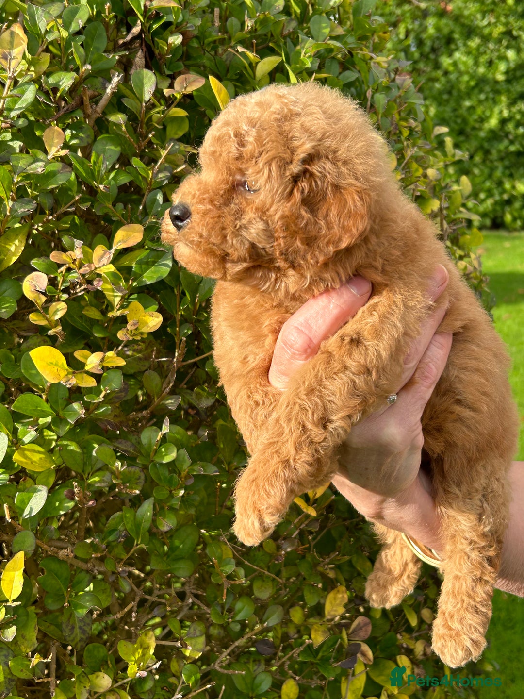 Miniature Poodle dogs for sale: Miniature poodles - Image 8