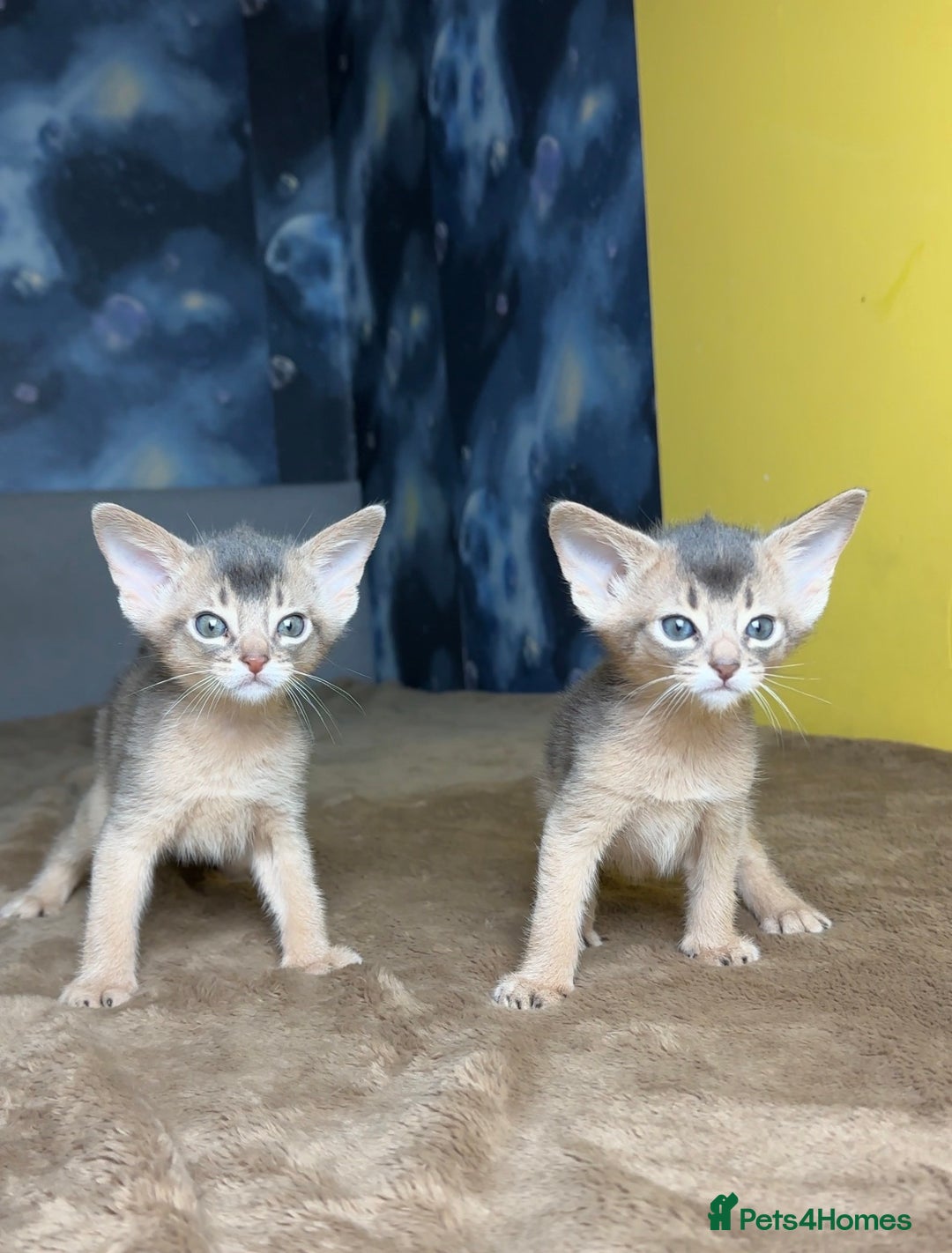 Abyssinian cats for sale: 💙 Two Blue Male Abyssinian Kittens Available 💙 - Advert 1