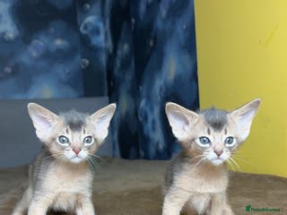 Abyssinian cats 💙 Two Blue Male Abyssinian Kittens Available 💙 - Advert 1