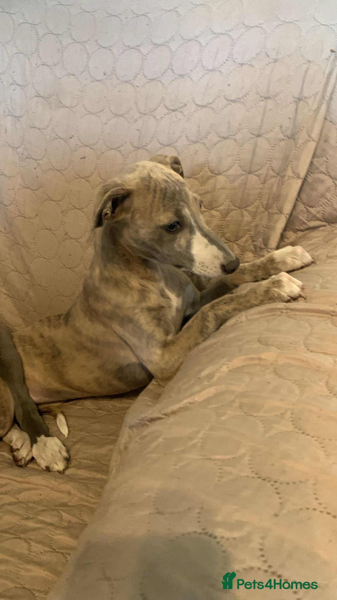 Whippet dogs for sale: Beautiful k.c. whippet puppies - Advert 1