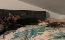 Mixed Breed cats for sale: Kittens for sale  - Image 9