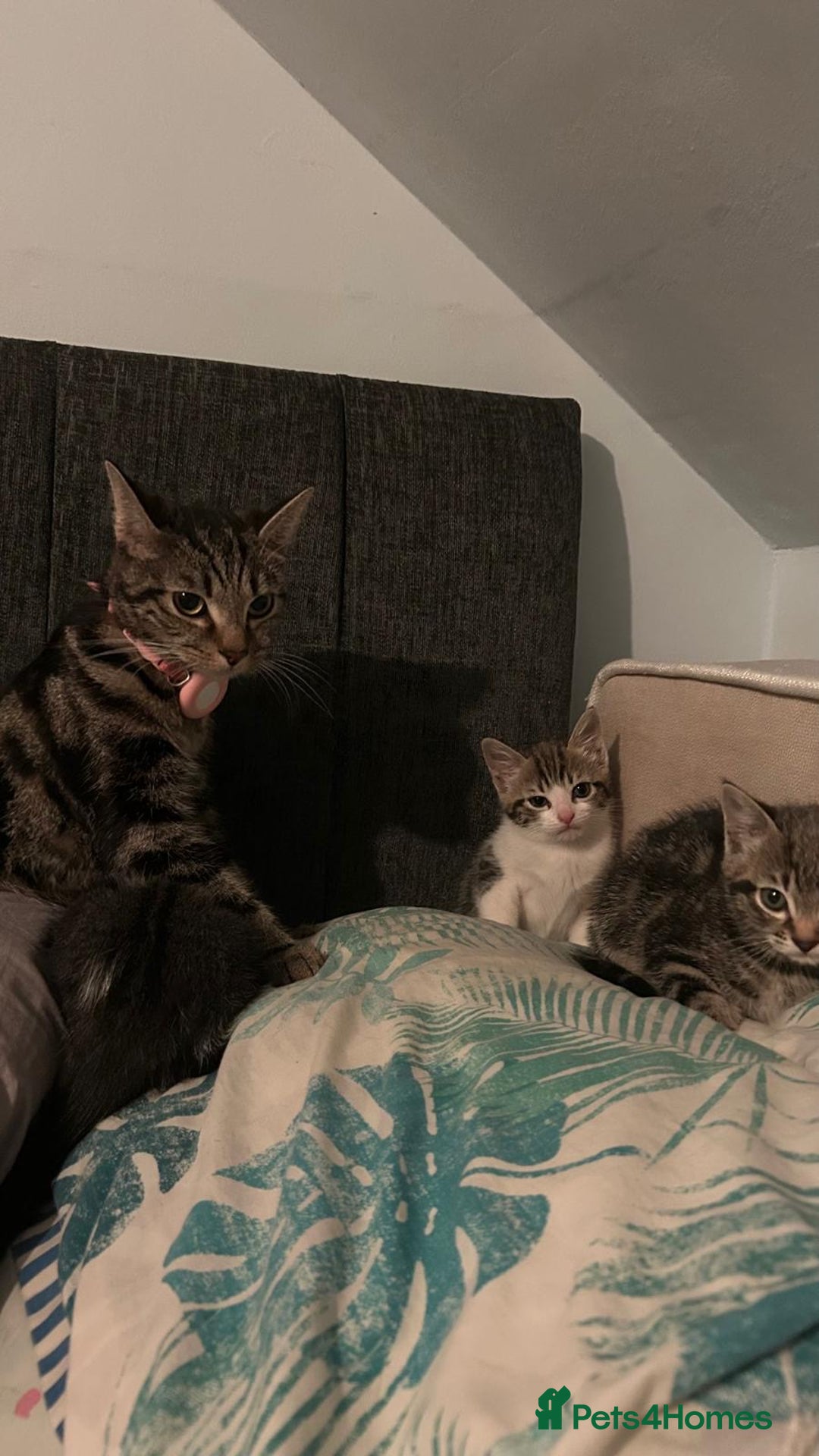 Mixed Breed cats for sale: Kittens for sale  - Image 9