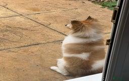 Shetland Sheepdog dogs for sale: shetland sheepdog  - Image 5