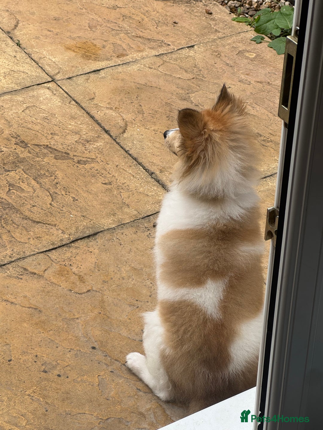 Shetland Sheepdog dogs for sale: shetland sheepdog  - Image 5