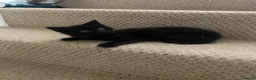 Mixed Breed cats for sale: Beautiful characterful kittens for sale. - Advert 30