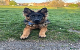 German Shepherd dogs for sale: Rehoming 1 Year Old German Shepherd Male - Image 16