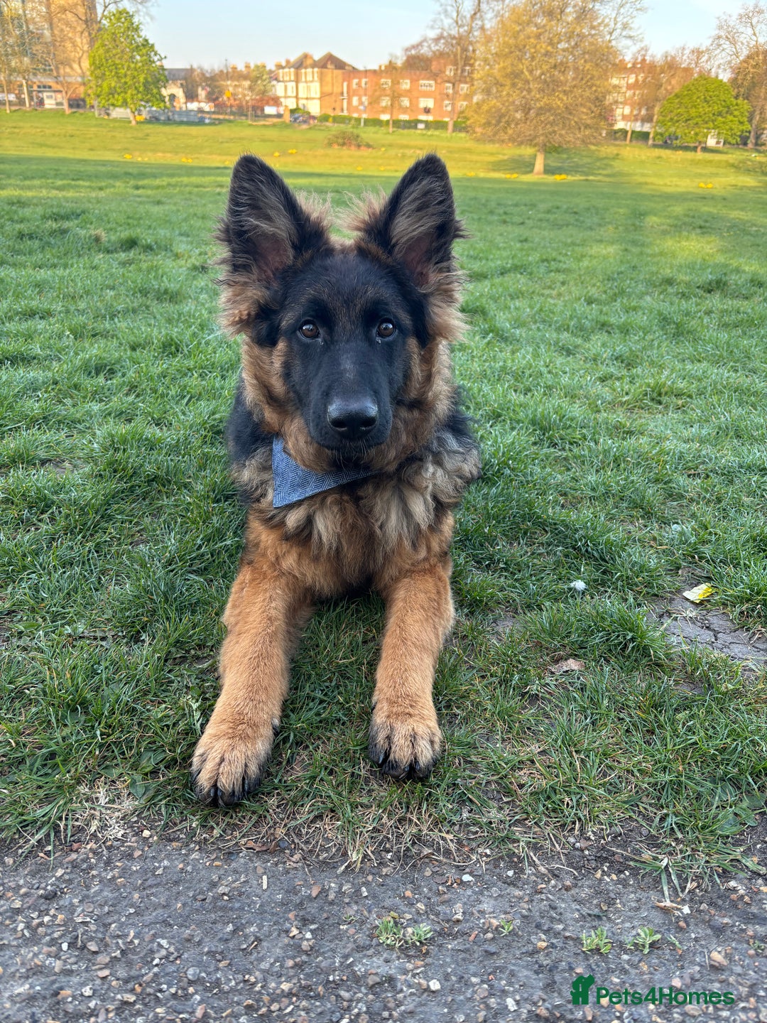 German Shepherd dogs for sale: Rehoming 1 Year Old German Shepherd Male - Image 16