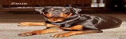 Rottweiler dogs for sale: ✨✨Beautiful Chunky Rottweiler Puppies✨✨ - Advert 16