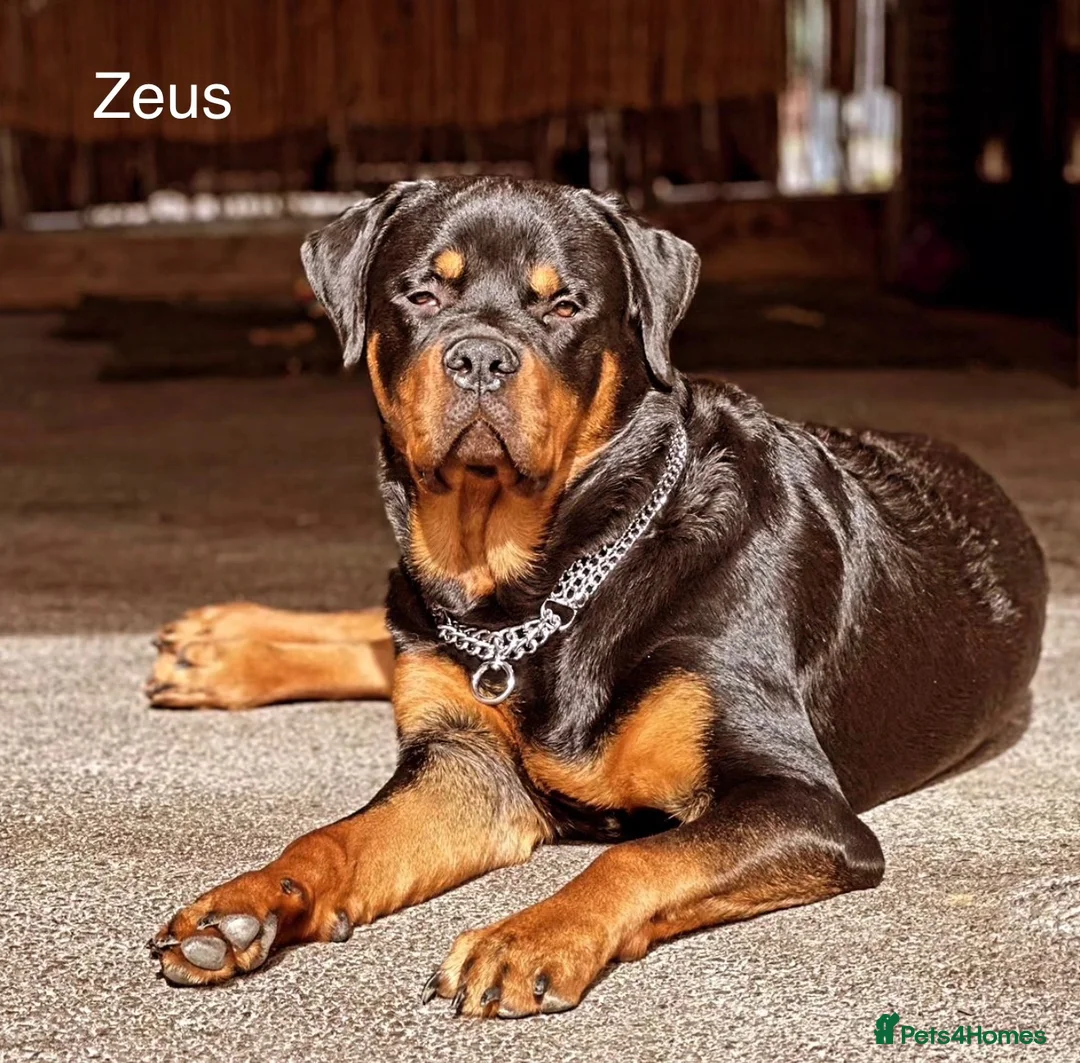 Rottweiler dogs for sale: ✨✨Beautiful Chunky Rottweiler Puppies✨✨ - Advert 16