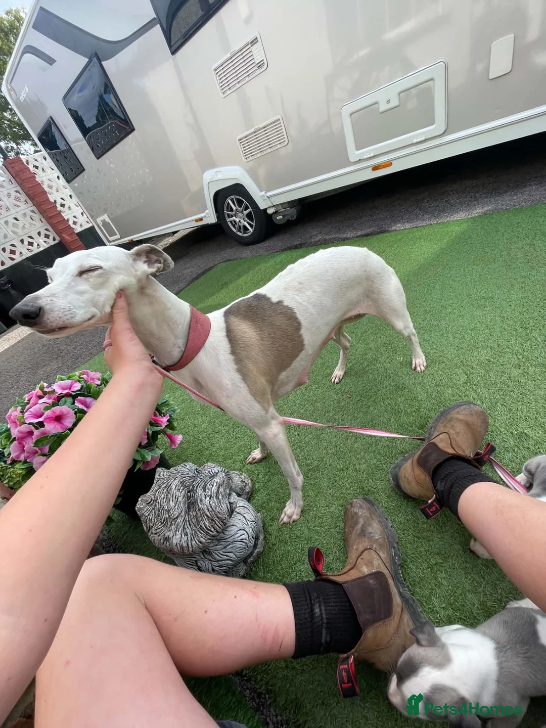 Whippet dogs for sale: Whippet  - Advert 1