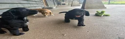 Cocker Spaniel dogs for sale: BEAUTIFUL MIXED COLOUR LITTER,HEALTHTESTED PARENTS - Advert 14