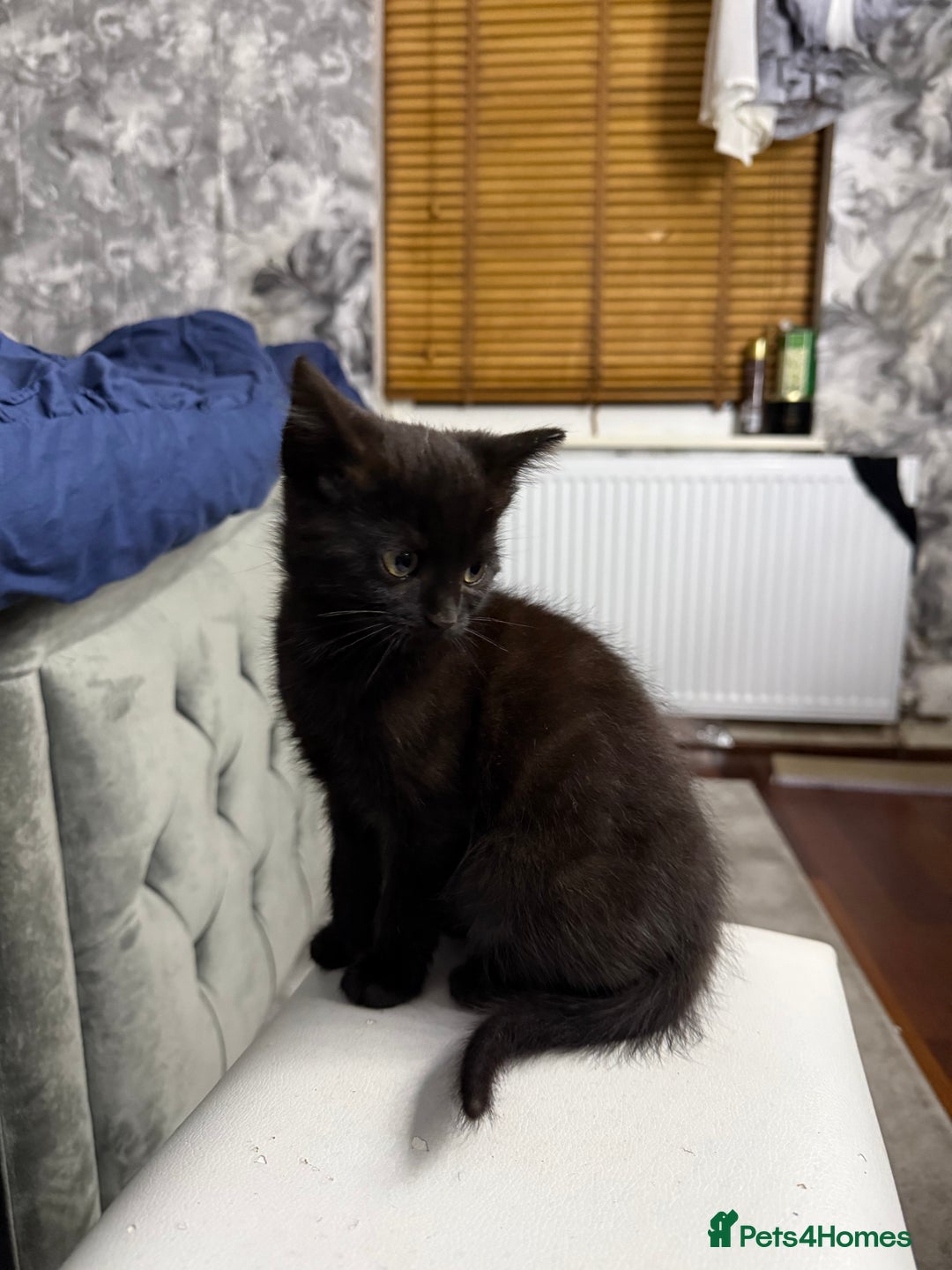 Mixed Breed cats for sale: 10-Week-Old Playful Kittens Seeking Loving Homes - Advert 21